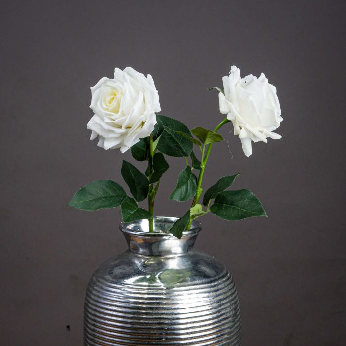 3 Large White Garden Roses