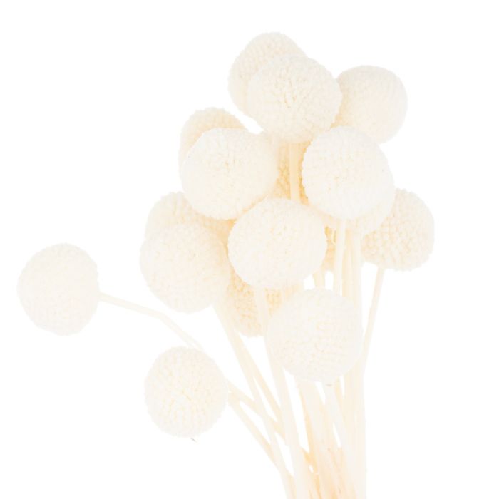 Dried White Billy Ball Bunch Of 20