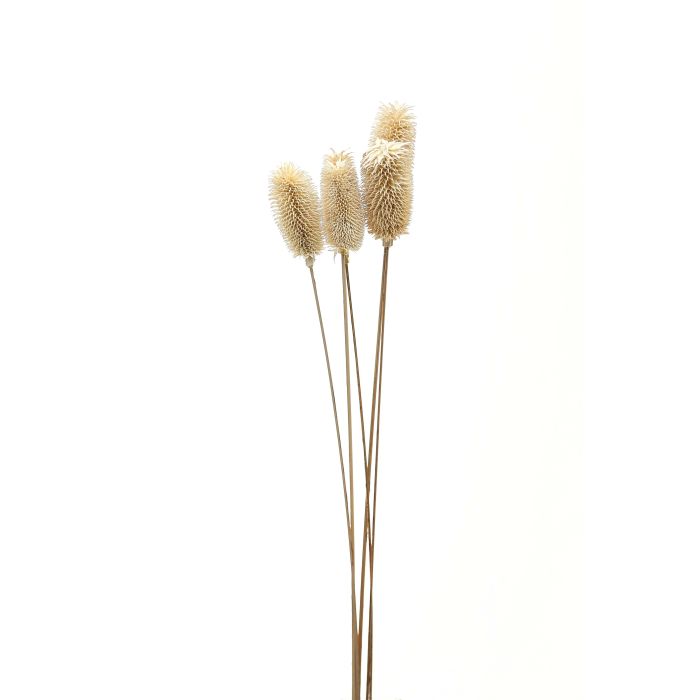 Bouquet Of Dried Tall Thistle
