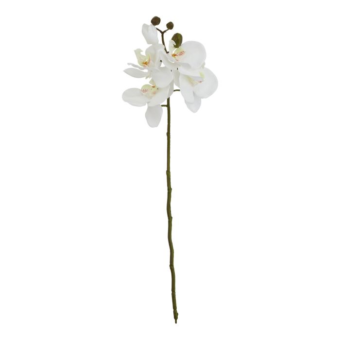 6 Stems of White Butterfly Orchid