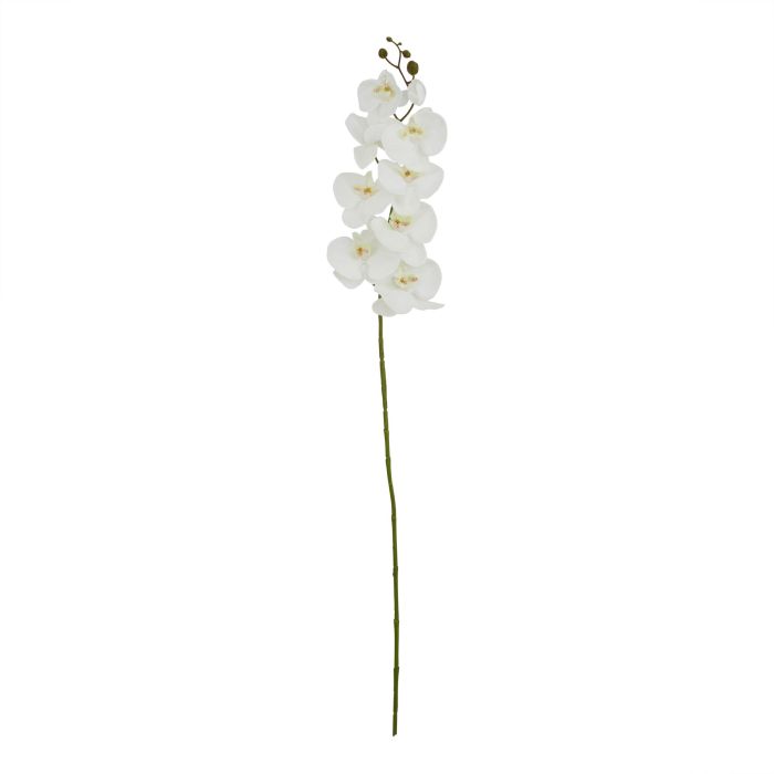 6 Stems of Tall White Butterfly Orchid