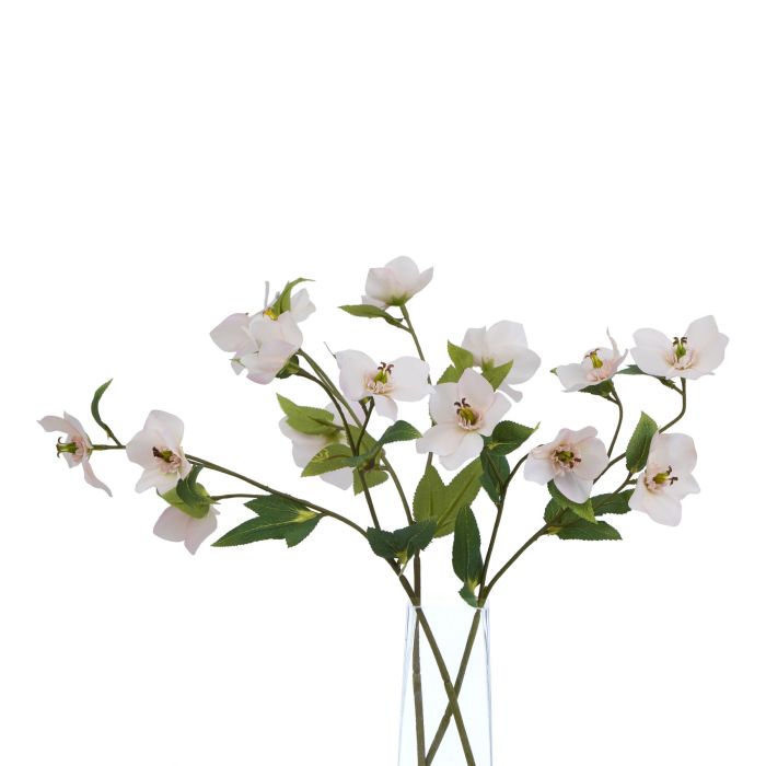 6 Stems of The Natural Garden Collection Pale Apricot Hellibore