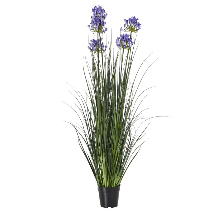 Large Blue Agapanthus Plant In Pot