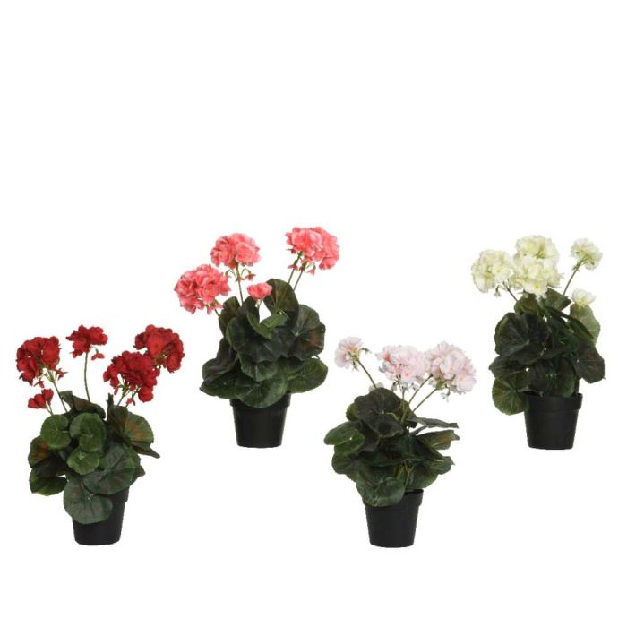 Geranium in Plant Pot