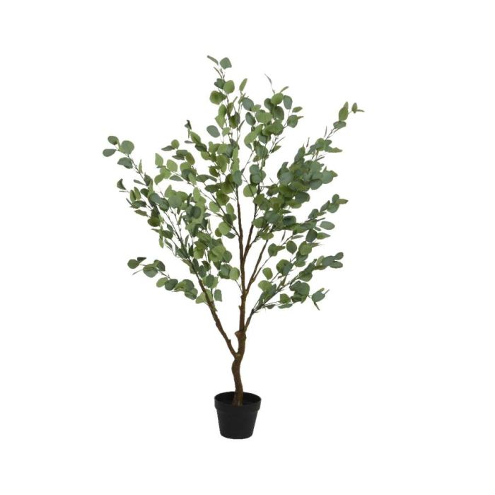 Eucalyptus Tree in Pot 150cmH