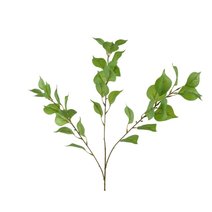 6 Stems of Linden Tree 