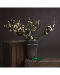 6 Stems of Cream Wild Meadow Rose