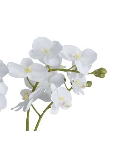 White Orchid In Glass Pot