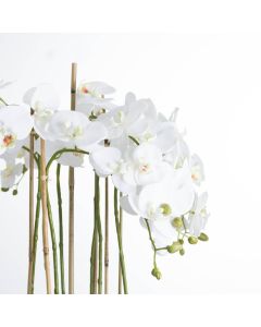 Large White Orchid In Glass Pot