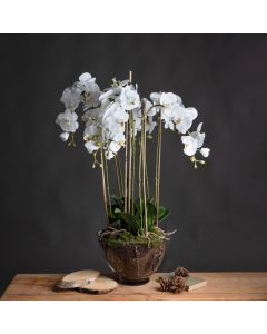 Large White Orchid In Glass Pot