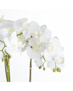 Large White Orchid In Stone Pot