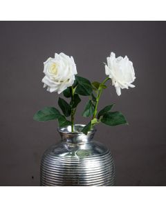 3 Large White Garden Roses