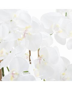 Large White Tall Orchid In Glass Pot