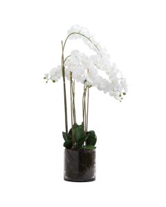 Large White Tall Orchid In Glass Pot