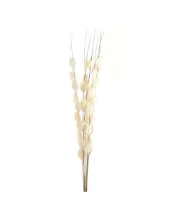 Bouquet Of Dried  Thlaspi Arvense