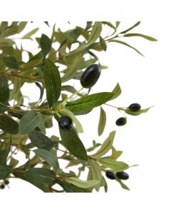 Calabria Olive Tree 150cm