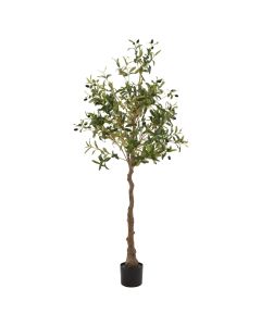 Calabria Olive Tree 150cm