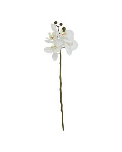 6 Stems of White Butterfly Orchid