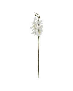 6 Stems of Large White Butterfly Orchid