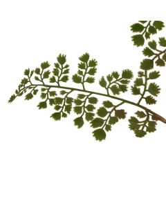 6 stems of The Natural Garden Collection Maidenhair Fern