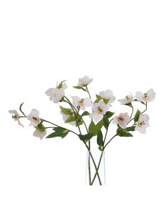 6 Stems of The Natural Garden Collection Pale Apricot Hellibore