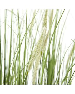 Large Onion Grass Plant In Pot