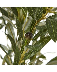 Apulia Olive Tree In White Pot 210Cm