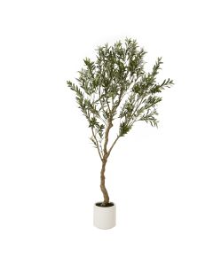 Apulia Olive Tree In White Pot 200Cm