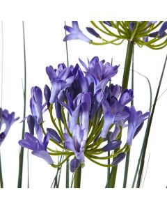 Large Blue Agapanthus Plant In Pot