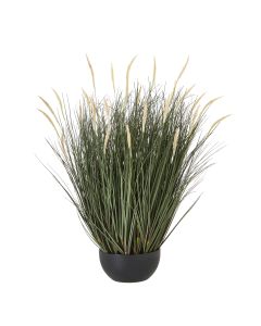 Large Fountain Grass Plant In Pot