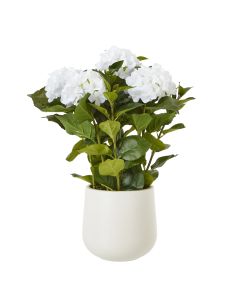 Medium White Hydrangea Plant In Pot