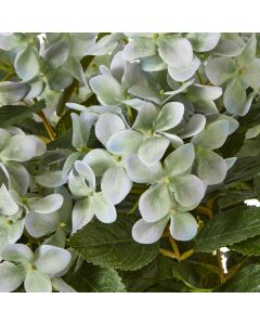 Medium Green Hydrangea Plant In Pot