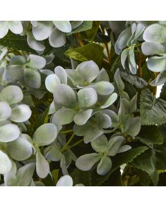 Large Green Hydrangea Plant In Pot