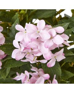 Large Pink Hydrangea Plant In Pot