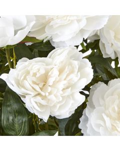 Large White Peony Plant In Pot