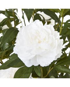 Extra Large White Peony Bush In Pot