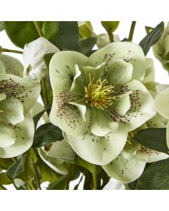 Large Green Hellebore in Taupe Pot