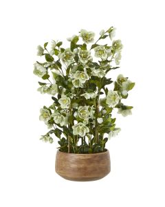 Large Green Hellebore in Taupe Pot