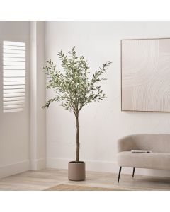 Large Olive Tree in Pot