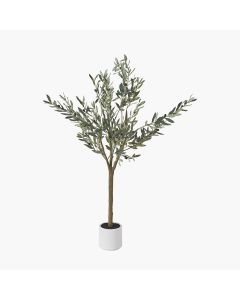 Medium Olive Tree in Pot