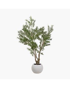 Extra Large Olive Tree in Pot