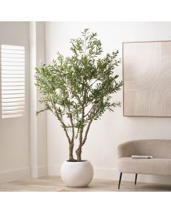 Extra Large Olive Tree in Pot