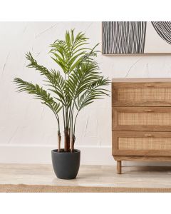 Areca Palm Plant in Pot