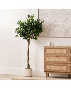 Medium Bay Tree in Pot