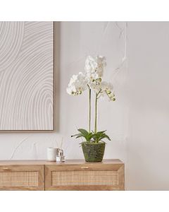 Medium White Orchid in Moss Pot