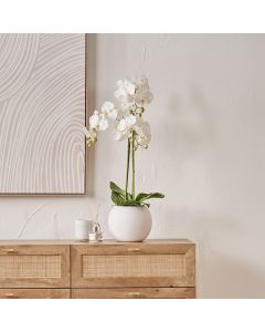 Medium White Orchid in Pot