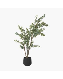 Large Eucalyptus Tree in Pot