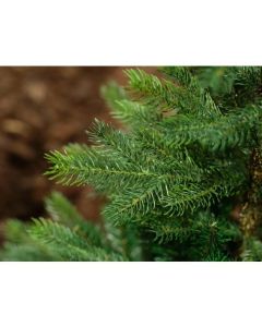 Grandis Fir 120cm Artificial Christmas Tree