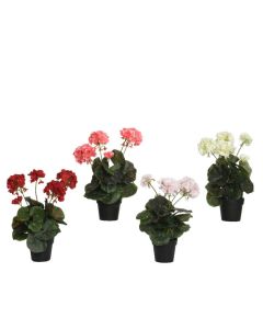 Geranium in Plant Pot