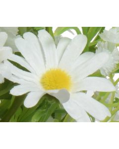 Daisy Bouquet Bundle - White